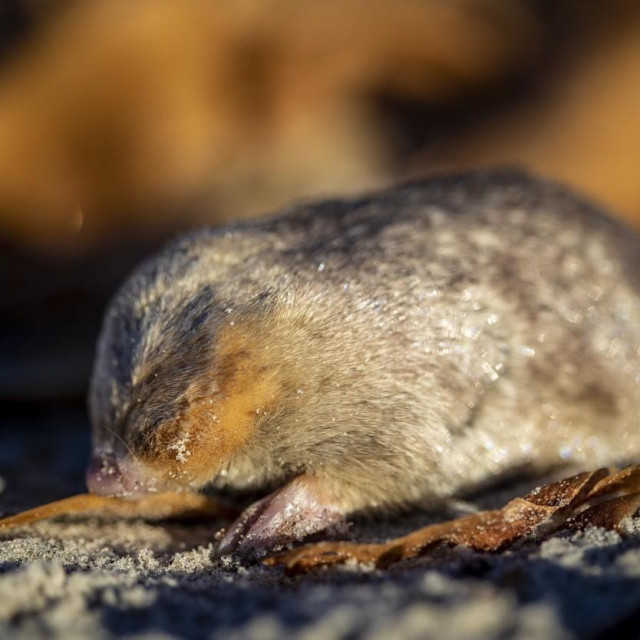 De Wintonova zlatna krtica