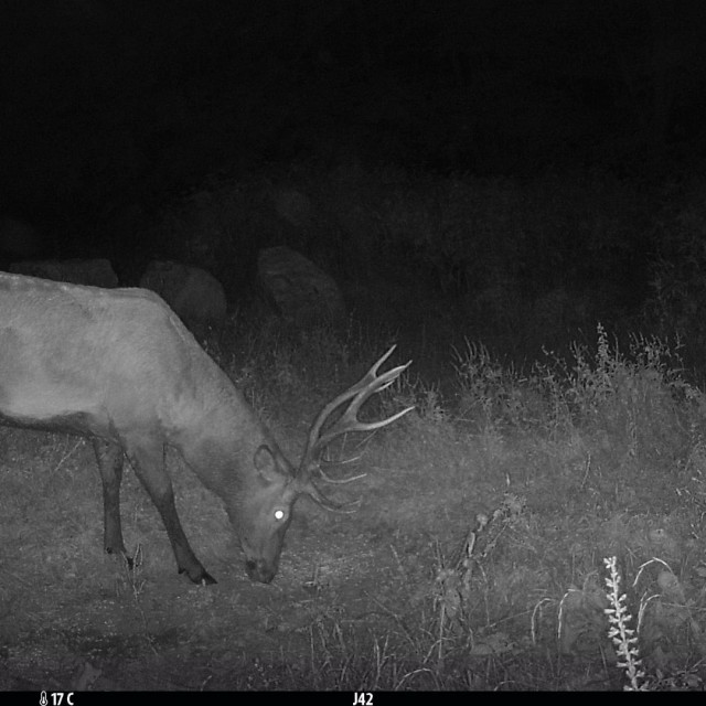 Jelen snimljen jednom od kamera koje je na Velebitu postavila zaklada Rewilding Velebit.
