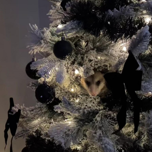 Oposum skriven na drvcu