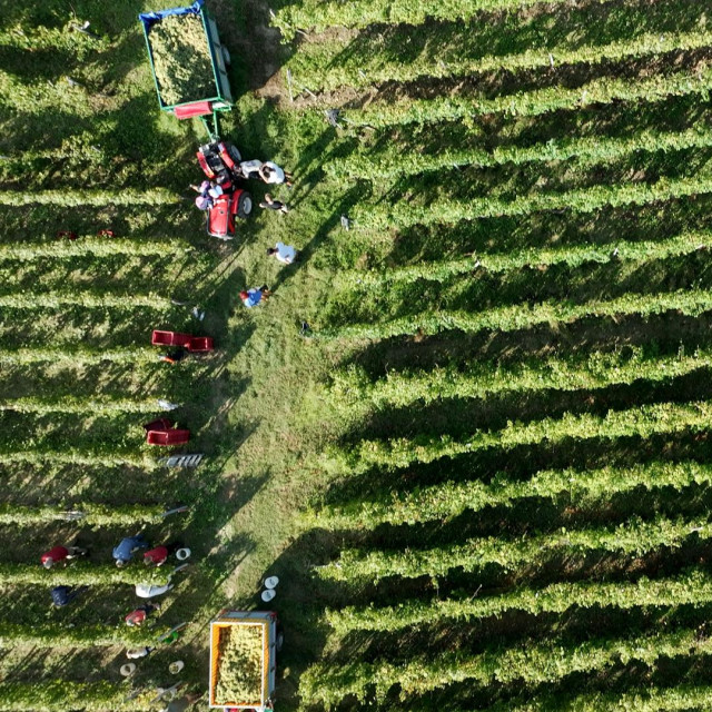 Vrbničko polje na otoku Krku, berba žlahtine