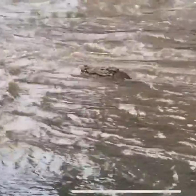 Krokodil u centru grada Inghama u australskom Queenslandu