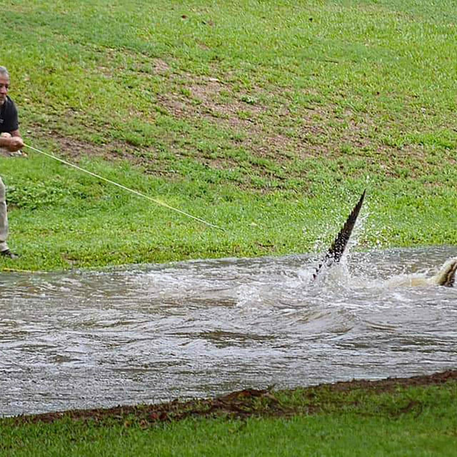 Spašavanje krokodila