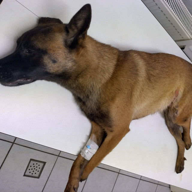 Pas iz romskog naselja