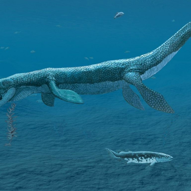 Mosasaurus