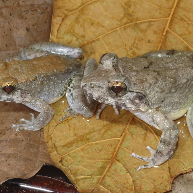 Limnonectes larvaepartus
