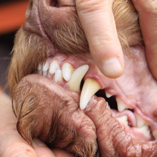 Napad psa/Ilustracija