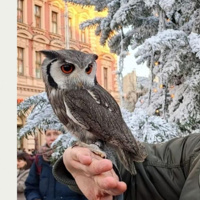 Sova u Zagrebu