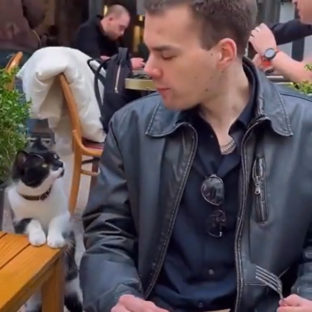 Mačka žica hranu u Istanbulu