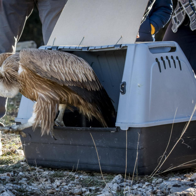 Puštanje bjeloglavog supa, ilustracija