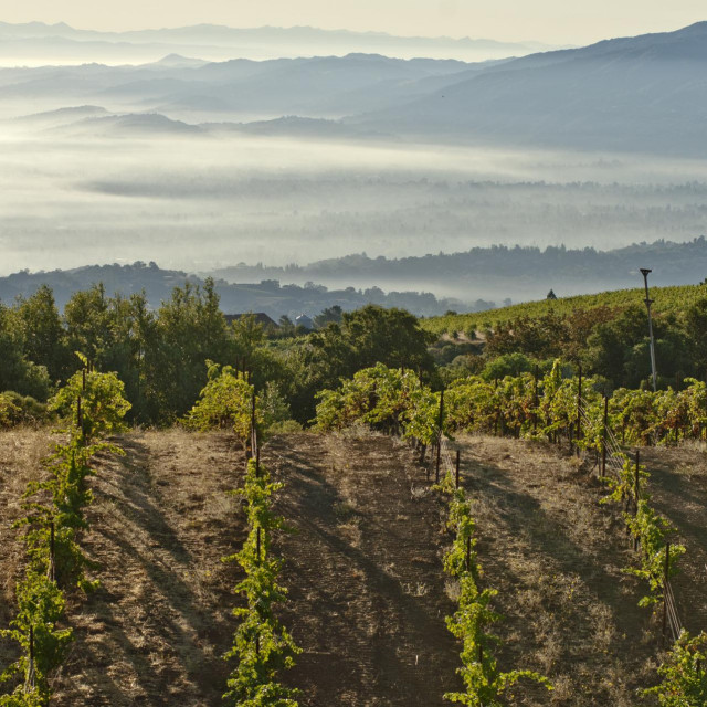 Ridge Vineyards, Santa Cruz Mountains, Cupertino, California