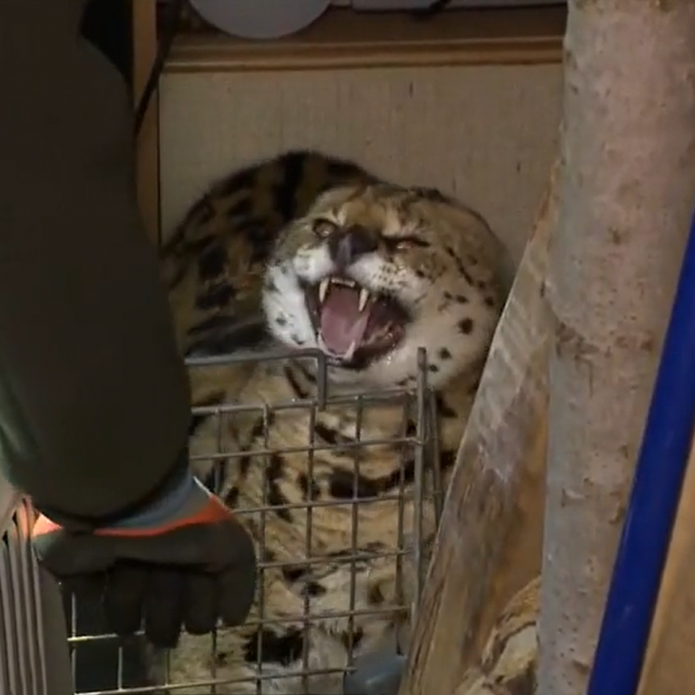 Serval tijekom ”privođenja”