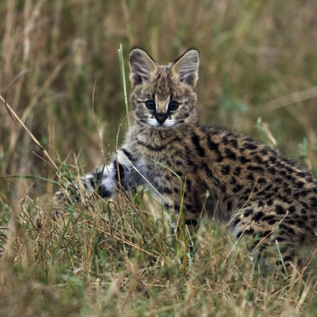 Mladi serval
