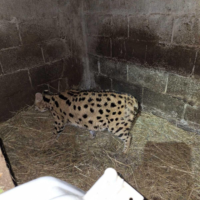 Serval u nastambi u ZOO Milec