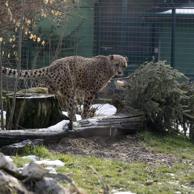 Arhivska fotografija