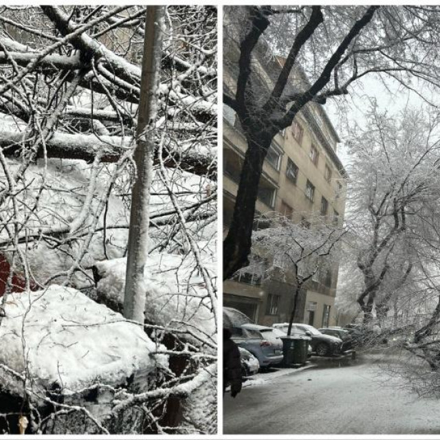 Stablo palo na automobil u Ulici Brešćenskog