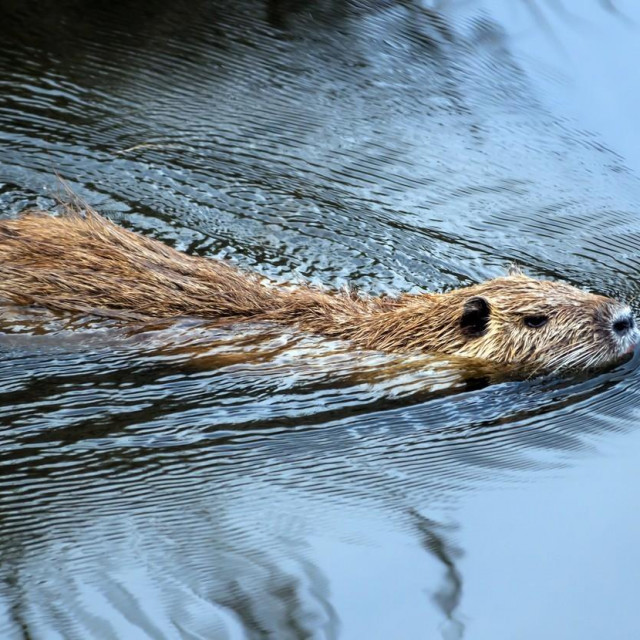 Nutrija, ilustracija