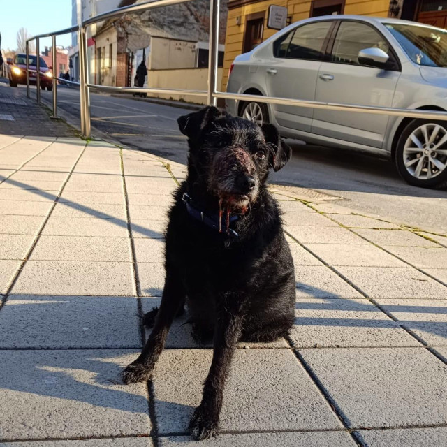 Đipsi na ulici, netom prije nego je došao u azil