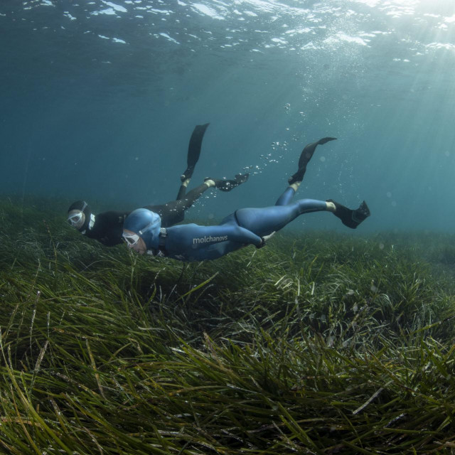 Bujna posidonija u blizini otoka Visa