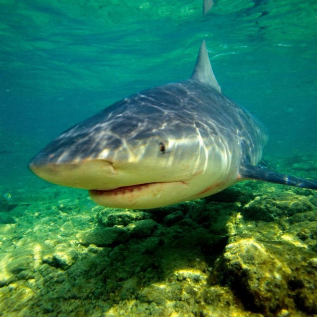 Morski pas bik, ilustracija