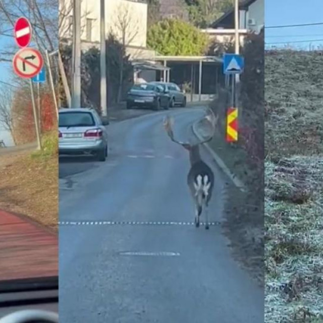 Jelen lopatar tijekom šetnju u Šestinama