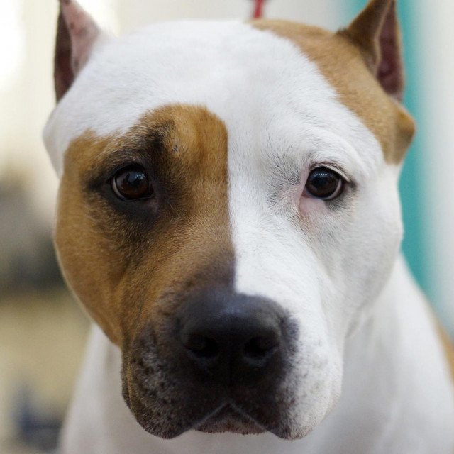 Staford (ilustracija)