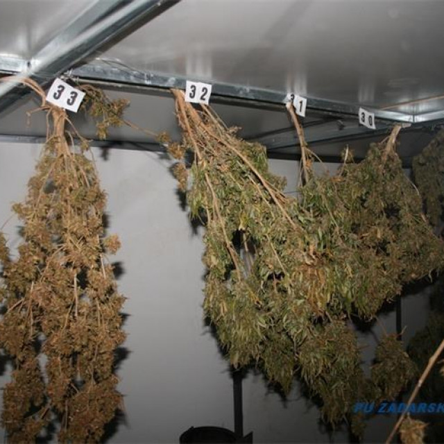 zaplijenjena marihuana