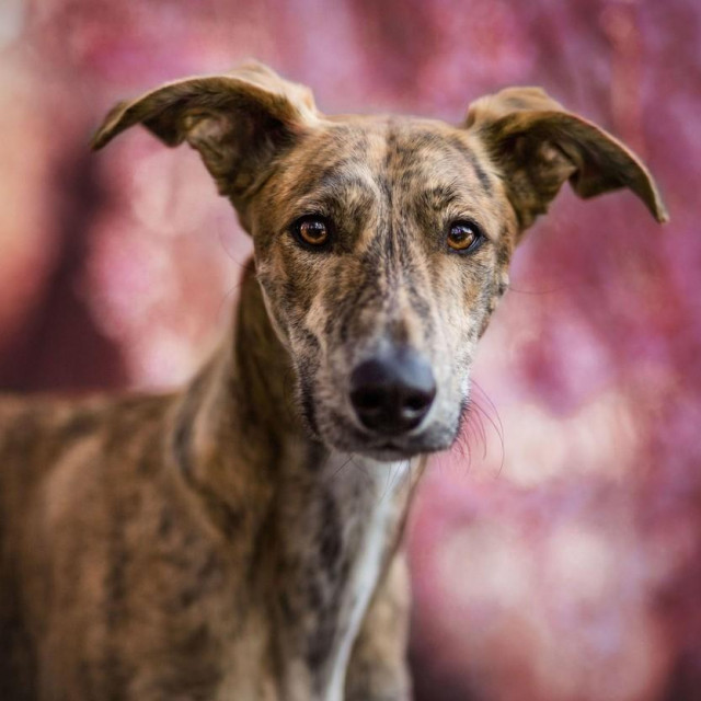 Galgo, ilustracija