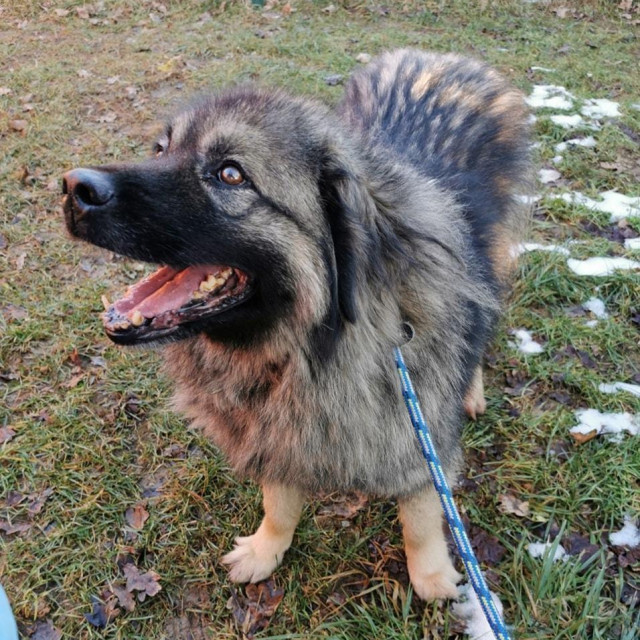 Od svojih šest godina, Šapa je već četiri u Dumovcu