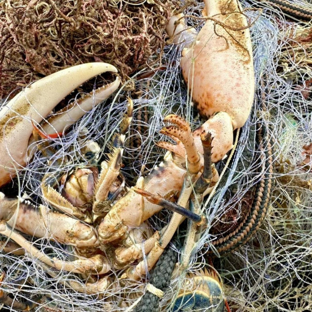 Jedan od spašenih malaca, koji je pušten nazad u more
