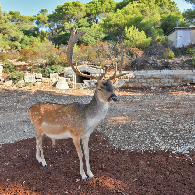 Jelen lopatar (ilustracija)
