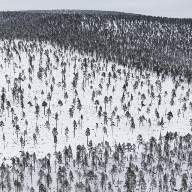 Arktička divljina blizu Ivala