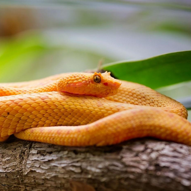 Golden Eyelash Viper