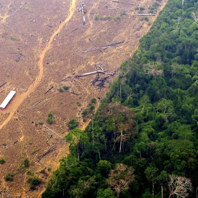 Sječa amazonske prašume