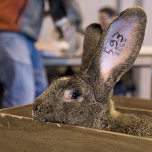 Zečevi su preseljeni na imanje u Bréau, oko 50 kilometara od Pariza