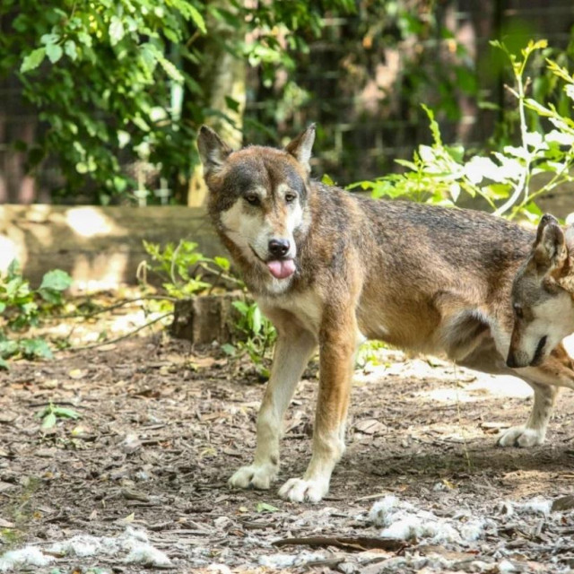 Ilustrativna fotografija vukova