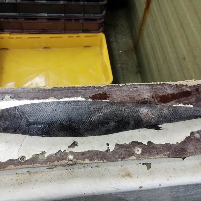 Riba ulovljena blizu Šipana