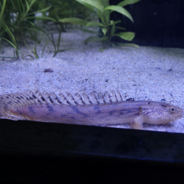 Gvinejska zrakoperka