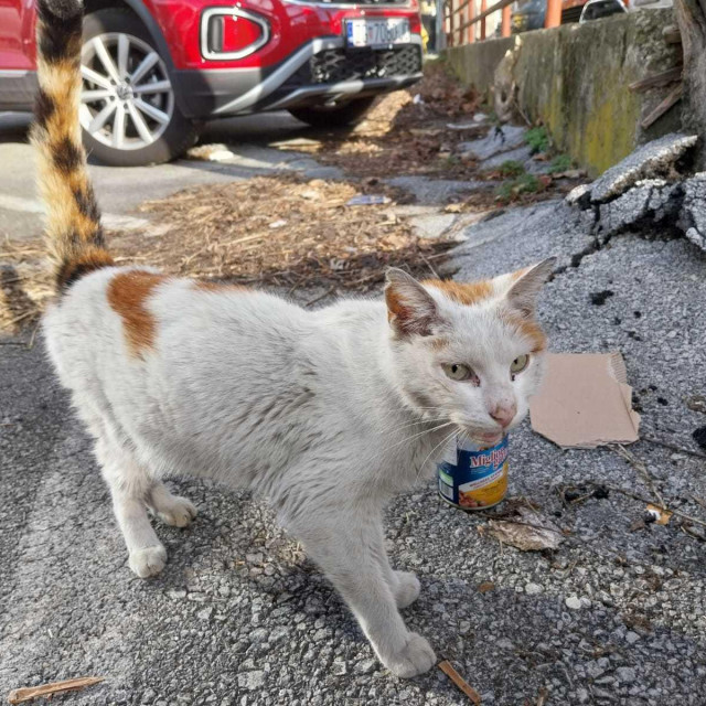 Mačka onog dana kad je pronađena