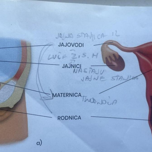 Ženski spolni organi