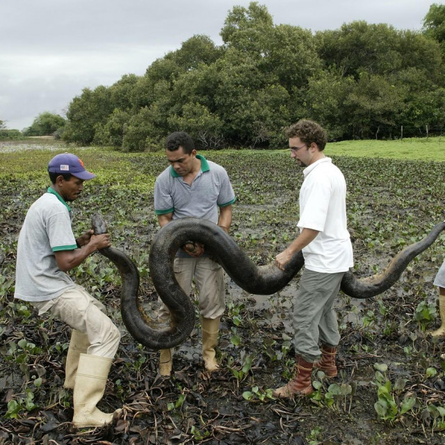 Ulovljena Eunectes murinus 