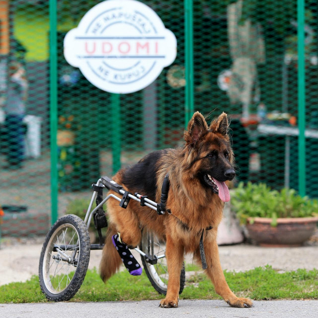 Timoti, jedan od štićenika azila u Osijeku