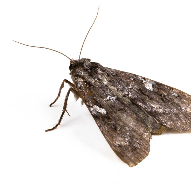 Moth cabbage budworm on a white background. Side view. Macro.