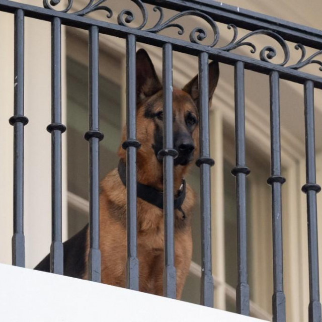 Commander, pas američkog predsjednika Joea Bidena