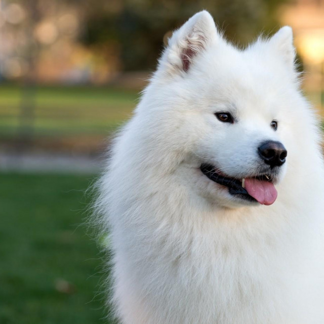 Samojed, ilustracija