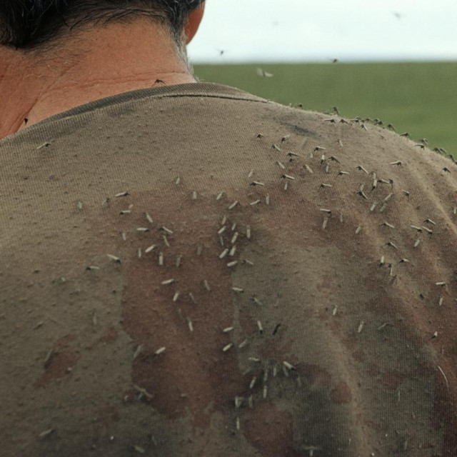 Komarci; ilustracija