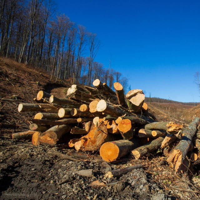 Sječa šume; ilustracija