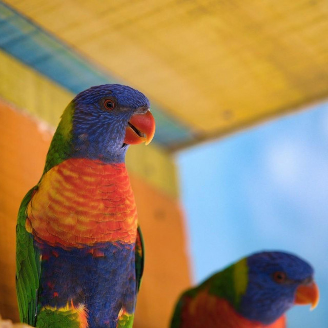 Rainbow lorikeet 