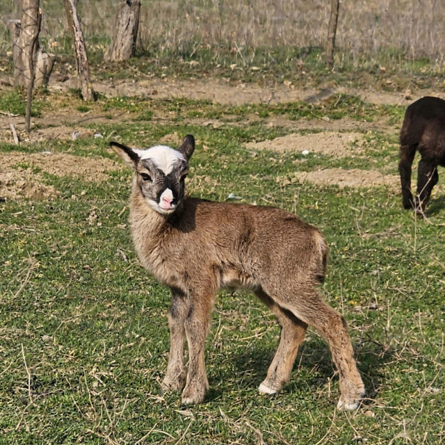 Utočište za životinje Grgin konak