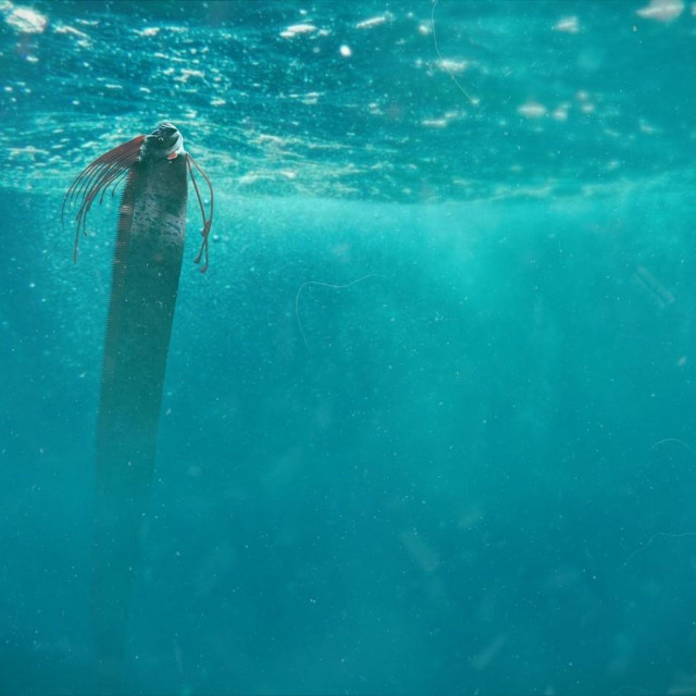 Riba pojas, ilustracija