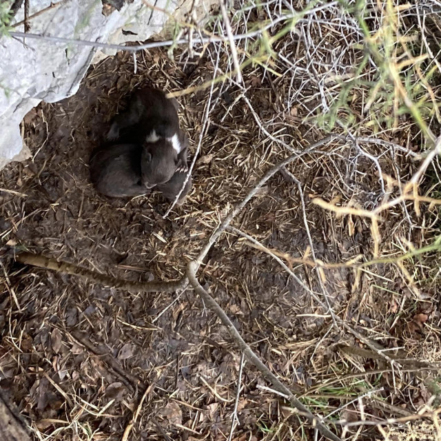 Dva dana stari medvjedi